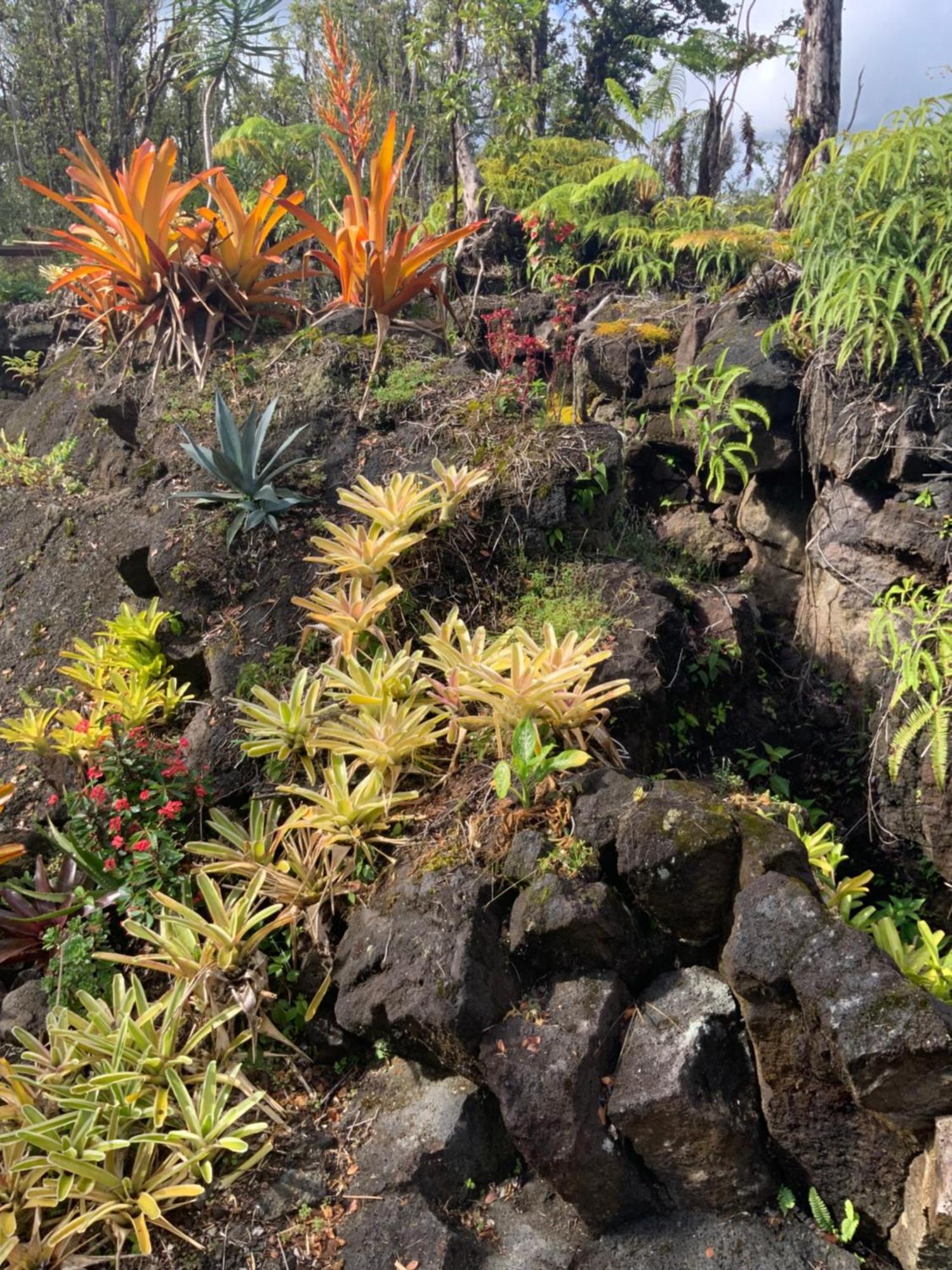 Exotic Garden Cottage At Amazing Volcano Fissure Mountain View Exterior photo
