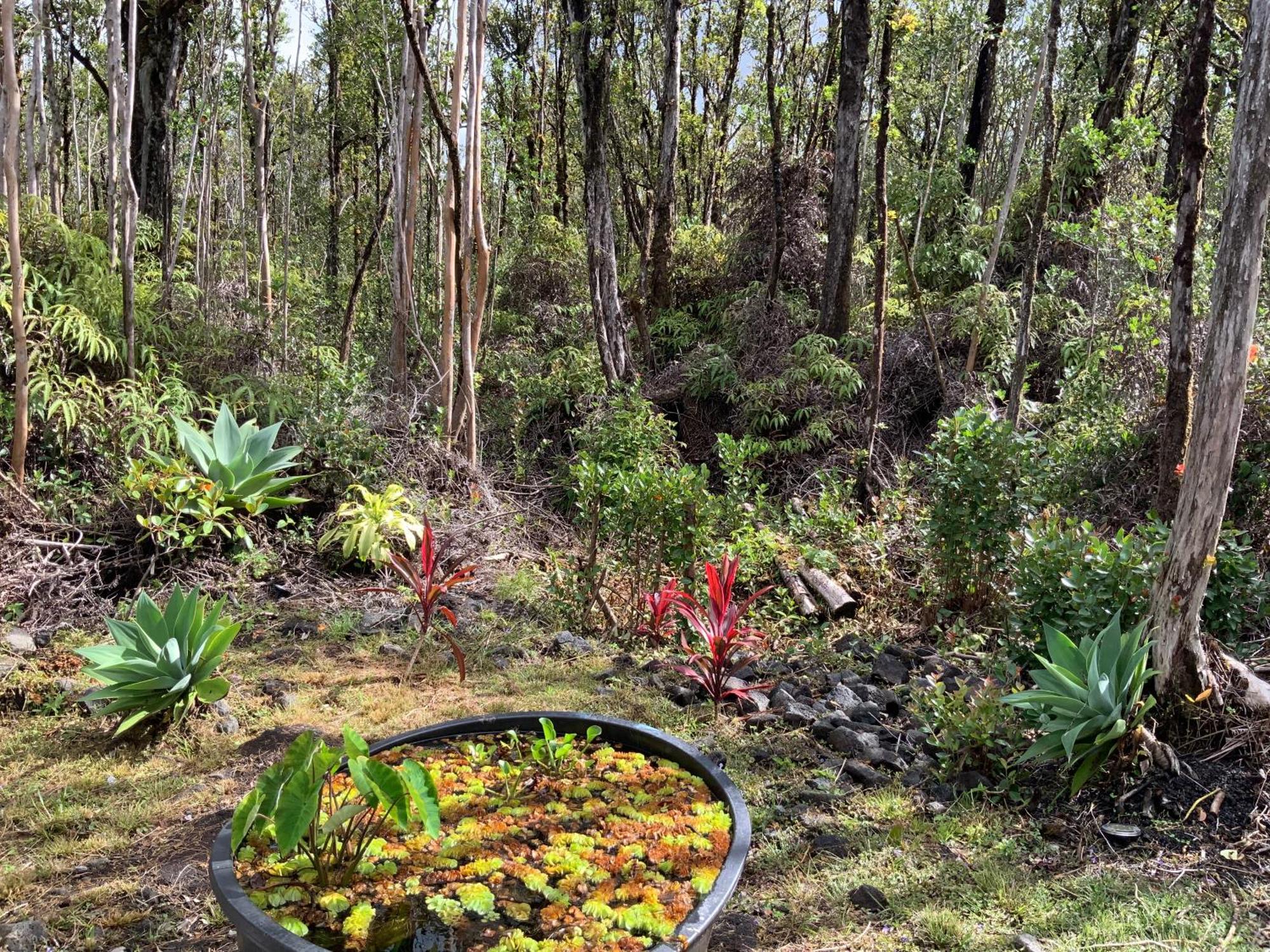 Exotic Garden Cottage At Amazing Volcano Fissure Mountain View Exterior photo